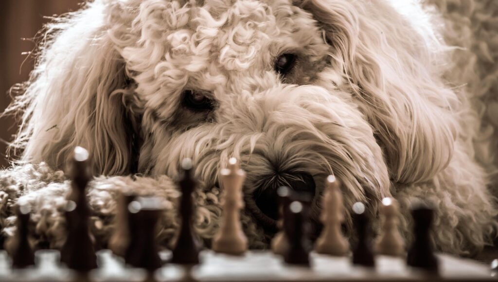 dog, goldendoodle, chess, to play, hybrid, pet, domestic animal, nature, animal