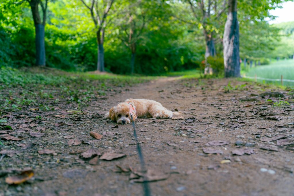 brown short coated dog lying on ground during daytime