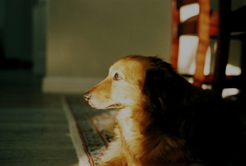 brown long coated dog lying on floor