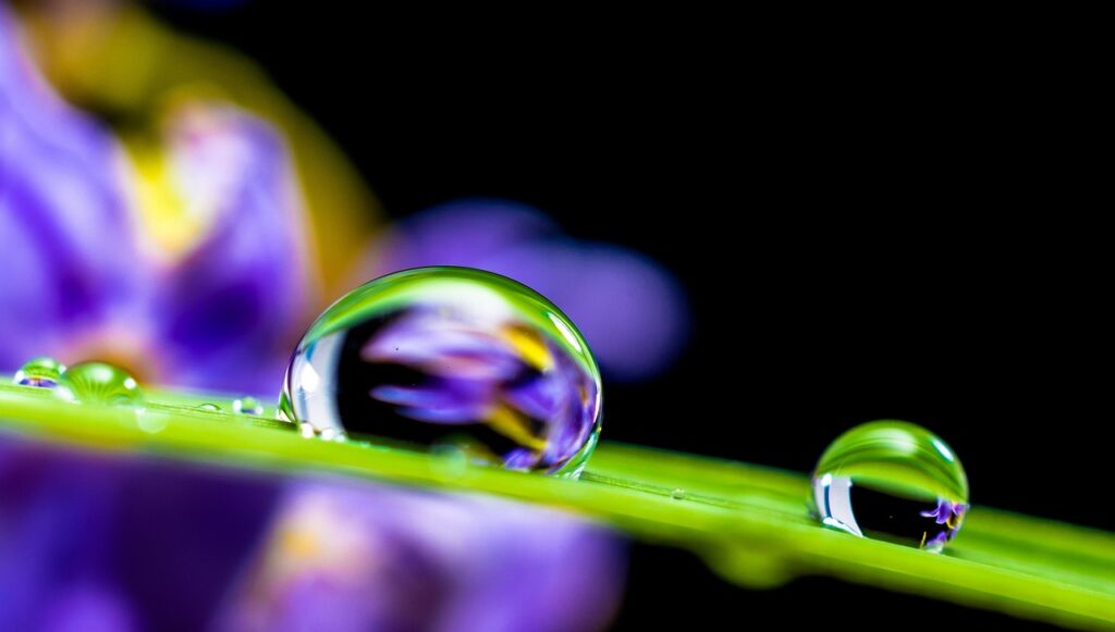 drop of water, drip, leaf, grass blade, globules, nature, water droplets, droplets, water, wet, moisture, close up, macro photography, macro